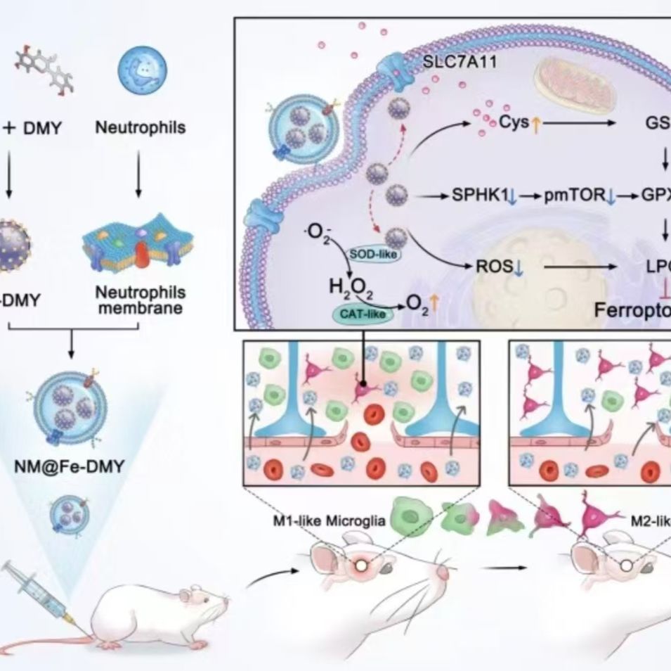 中性粒细胞膜仿生包裹的金纳米颗粒递送雷帕霉素用于动脉粥样硬化靶向治疗 RAPA@AuNP@NCM