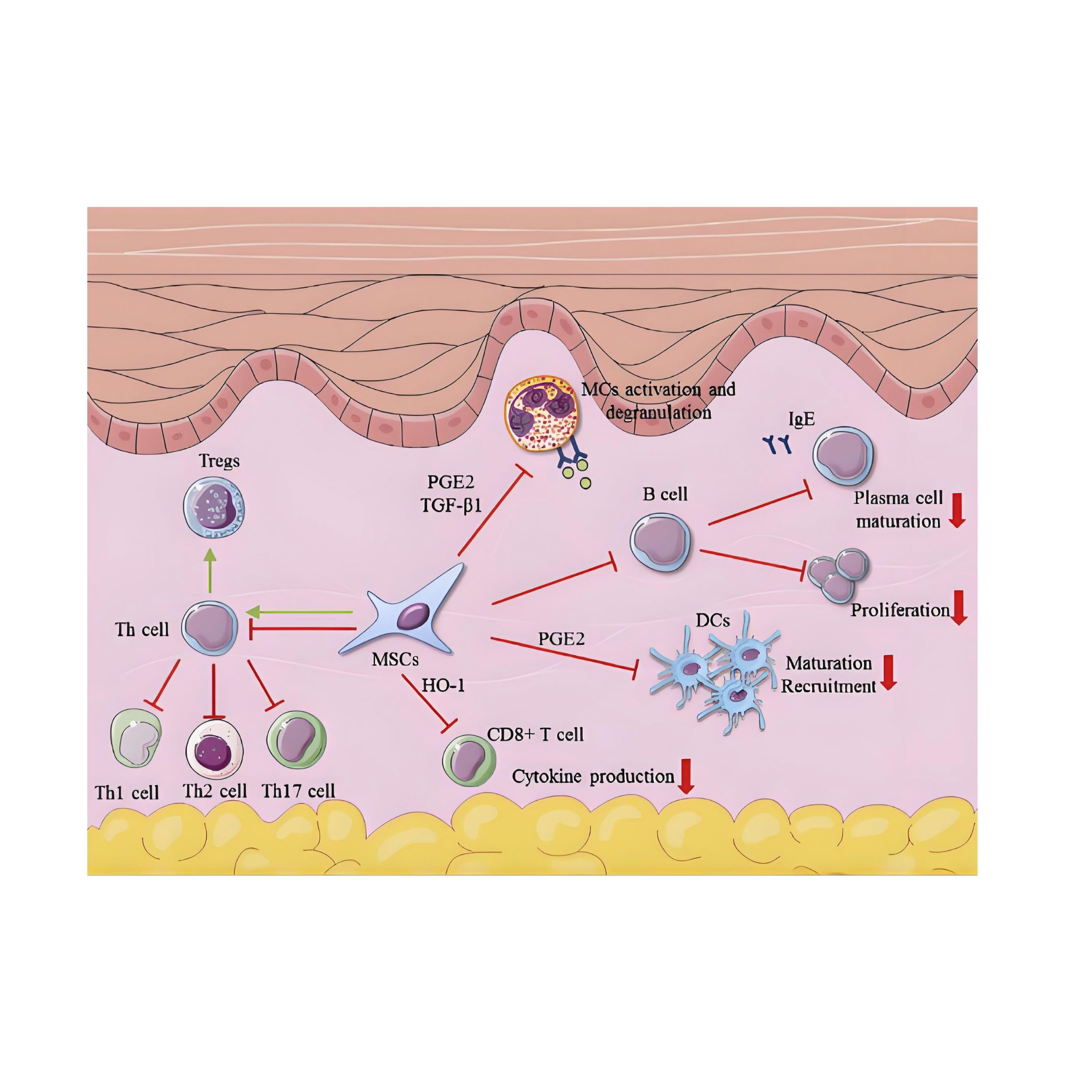 干细胞膜包裹的神经保护型纳米颗粒用于 NR2B9c 递送与卒中成像引导治疗 NR2B9c/DiR@NPs@MSC