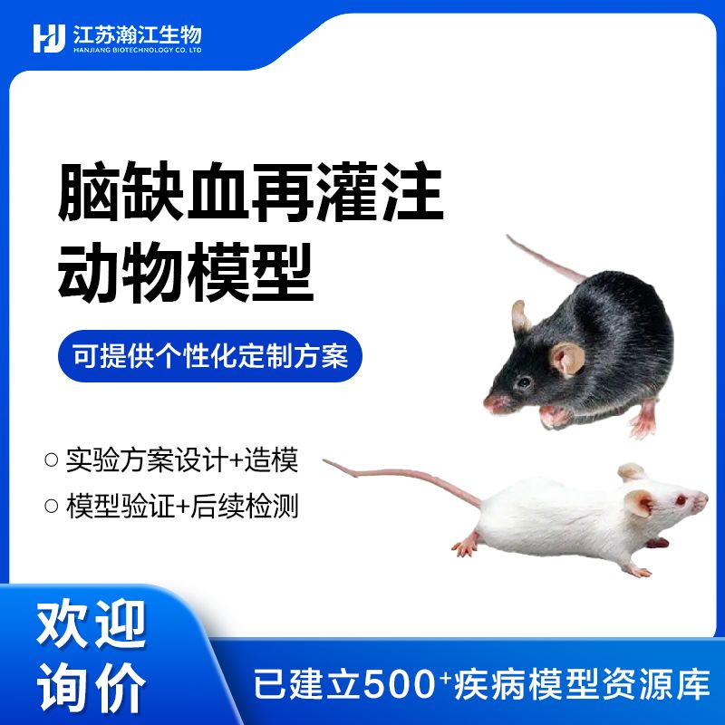 脑缺血及再灌注(MCAO)模型