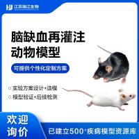 脑缺血及再灌注（MCAO）模型
