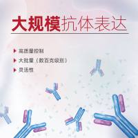 大规模重组抗体表达