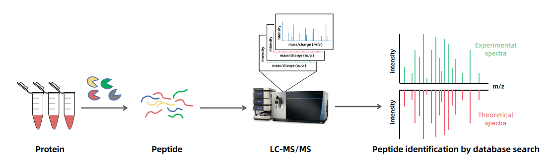 comparison-of-peptide-mapping-and-tandem-ms-in-protein-id-1