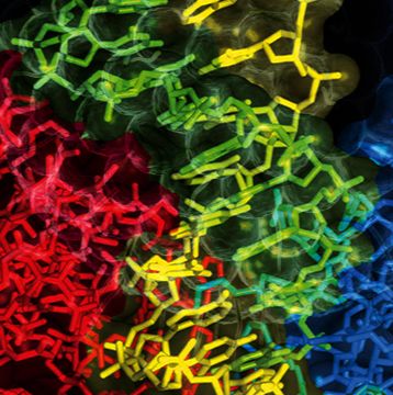 rAb/VHH高通量表达