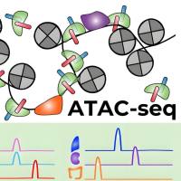 ATAC-seq