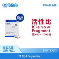 TaKaRa DNA聚合酶T4 DNA Polymerase