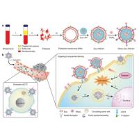 负载多西他赛和荧光染料Cy5的介孔二氧化硅纳米粒被血小板膜包裹 DTX/Cy5@MSNs@PM