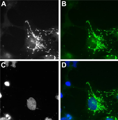NanoTag-sdAb抗mScarlet-i生物素现货促销，助力科研降本增效