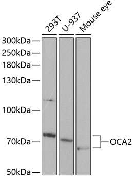 OCA2 Antibody