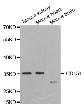 CD151 Antibody