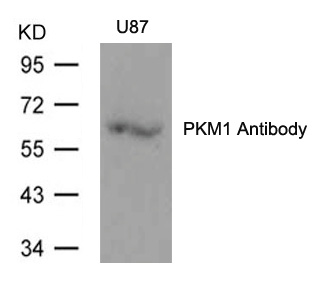 PKM1 Antibody