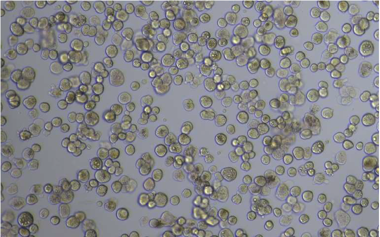 细胞复苏后，显微镜视野（明场，200×）