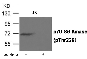 p70 S6 Kinase (Phospho-Thr229)