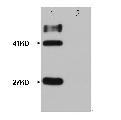 HSV-Tag Mouse Monoclonal Antib