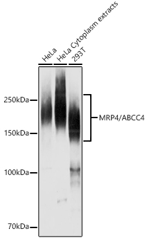 ABCC4 Antibody