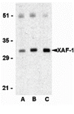 XAF-1 Antibody