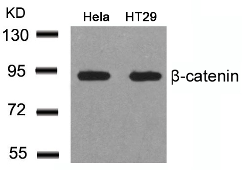b-Catenin  Antibody