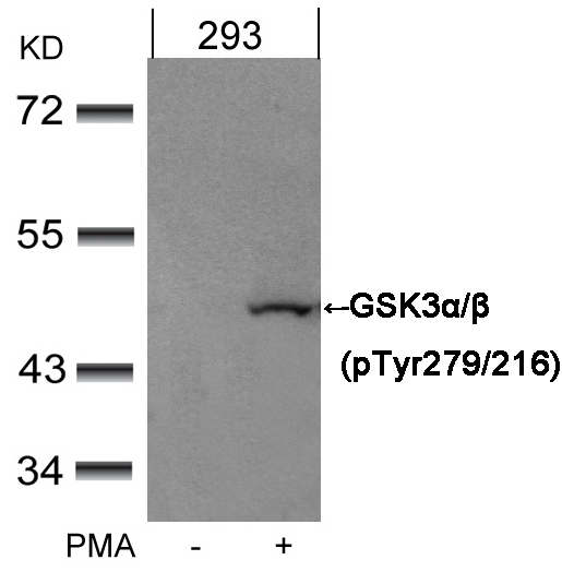 GSK3α/β(Phospho-Tyr279/216) An