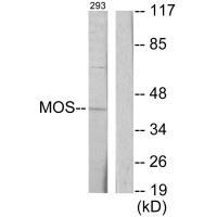 MOS Antibody