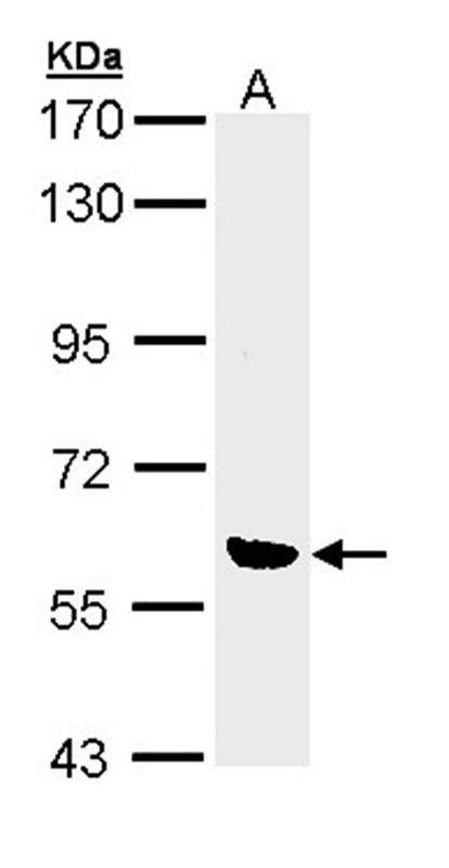 OXSR1(OSR1) antibody