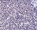 ARL15 Antibody