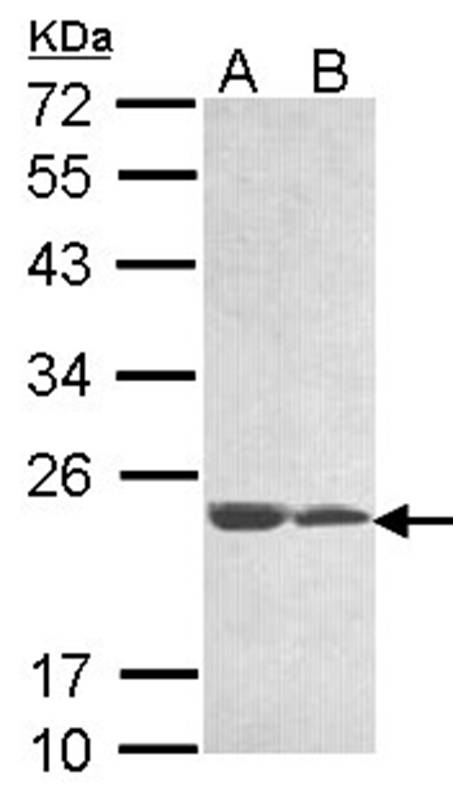 hypothetical protein LOC283129