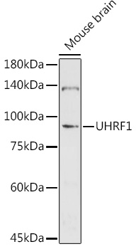 UHRF1 Antibody