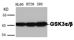 GSK3α/β Antibody
