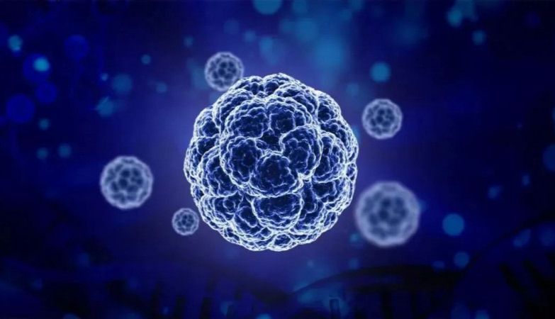 免疫细胞的家族成员-Th亚群