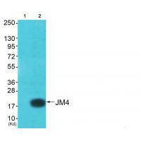 JM4 Antibody