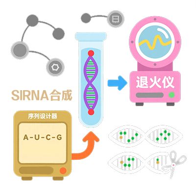 siRNA定制合成(3保1)