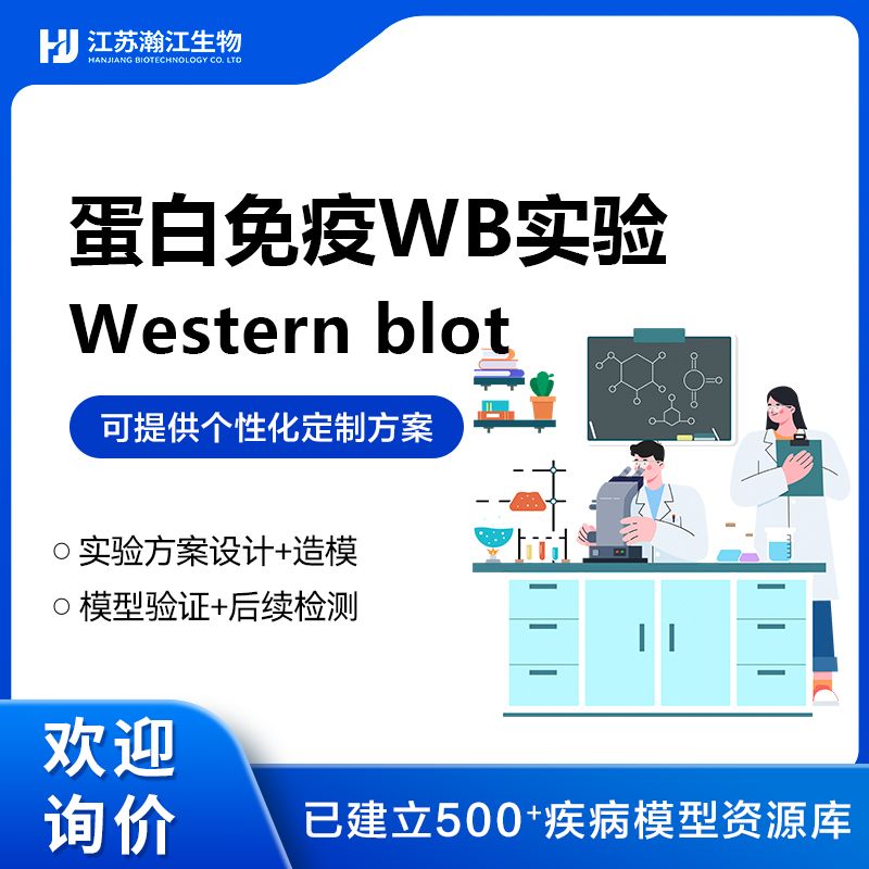 WB实验（Western blot）