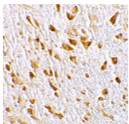 PIKE Antibody
