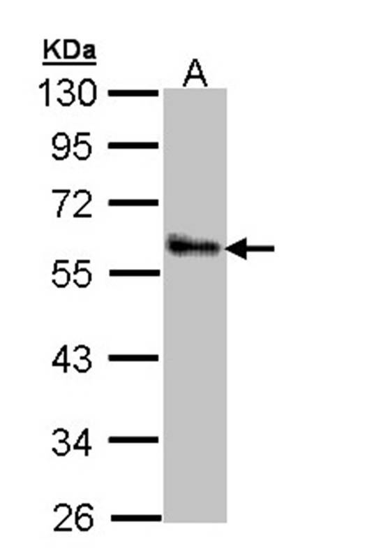 ZNF259 antibody