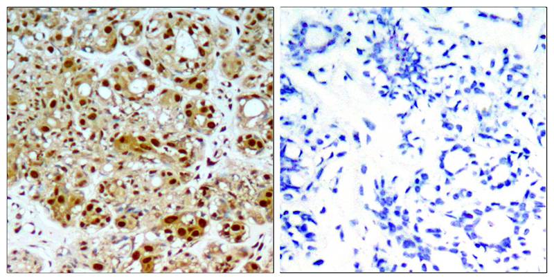 HSP90B  Antibody