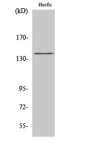 eNOS(Phospho-Ser1177) Antibody