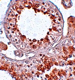 ESX1 Antibody