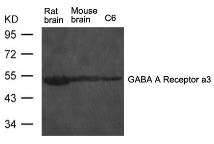 GABA A Receptor a3 Antibody