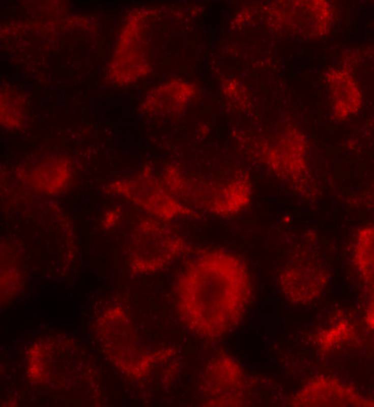HSP90B  Antibody