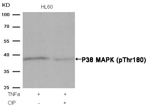 P38 MAPK(Phospho-Thr180) Antib