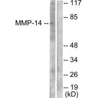 MMP-14 Antibody