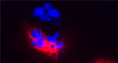 NanoTag-兔抗ALPHA多克隆血清现货促销，限时折扣，抓紧时间