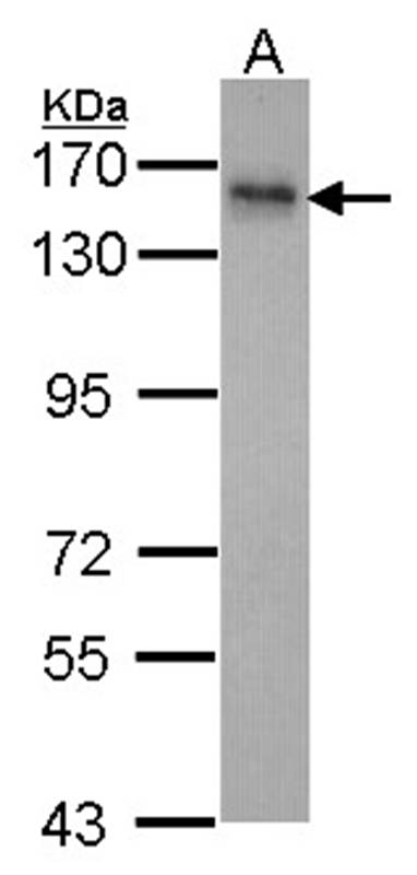 INPP5F antibody