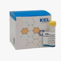 Elastase from porcine pancreas