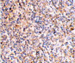 XAF-1 Antibody