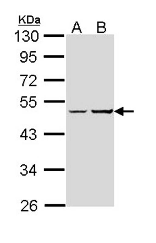 XLalphas antibody