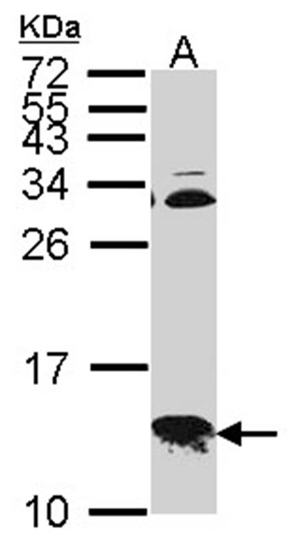 COX6B1 antibody