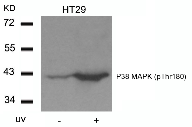 P38 MAPK(Phospho-Thr180) Antib