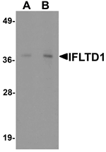 IFTLD1 Antibody