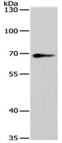 SPATA13 Antibody