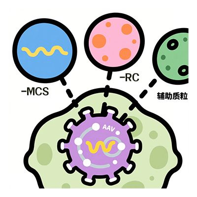 过表达腺相关病毒包装